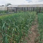 Biochemie in de strijd tegen Phytophthora: waarom wei zo effectief is biochemie-in-de-strijd-tegen-phytophthora-waarom-wei-zo-effectief.jpg