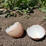 hoe-eierschalen-de-zuurgraad-van-de-bodem-veranderen-kleine-trucjes.jpg