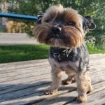 Hoe kies je een hondenras dat bij je temperament past: een fout die in beide richtingen tot teleurstelling leidt hoe-kies-je-een-hondenras-dat-bij-je-temperament-past.jpg