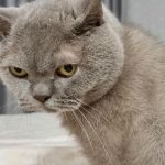 "Melkstap" van een volwassen kat: waarom ze je verkreukelt met haar poten, terugdenkend aan de kindertijd melkstap-van-een-volwassen-kat-waarom-ze-je-verkreukelt-met.jpg