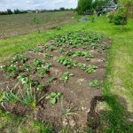Niet spitten: een stille revolutie door slimme moestuiniers niet-spitten-een-stille-revolutie-door-slimme-moestuiniers.jpg