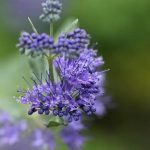 Partnerplanten: hoe phacelia frambozen helpt vruchtbaarder te worden partnerplanten-hoe-phacelia-frambozen-helpt-vruchtbaarder-te-worden.jpg