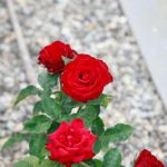 Waarom bananenschillen een schatkamer voor rozentelers zijn geworden: een verborgen bron voor weelderige bloemen waarom-bananenschillen-een-schatkamer-voor-rozentelers-zijn-geworden-een-verborgen.jpg