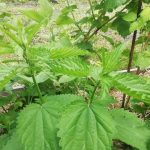 Waarom brandnetels niet voor niets branden: van onkruid een elixer voor de moestuin maken waarom-brandnetels-niet-voor-niets-branden-van-onkruid-een-elixer.jpg