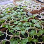 Waarom uienschillen een geheim ingrediënt voor zaailingen zijn geworden: het werkingsmechanisme onthuld waarom-uienschillen-een-geheim-ingredient-voor-zaailingen-zijn-geworden-het.jpg